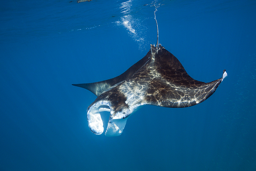 Reef Manta, Manta alfredi, North Male Atoll, Maldives