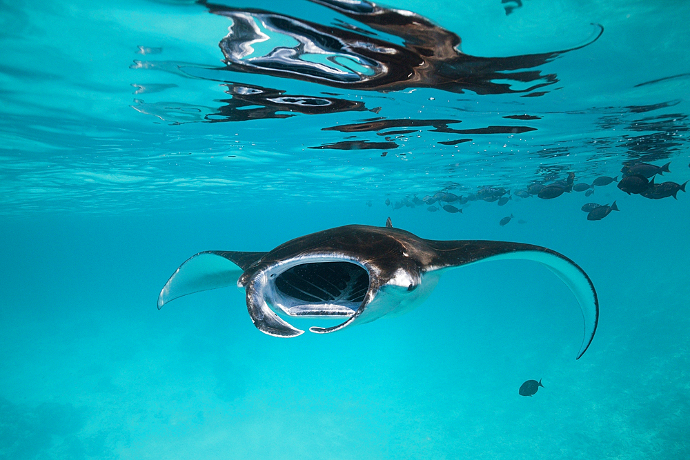 Reef Manta, Manta alfredi, South Male Atoll, Maldives