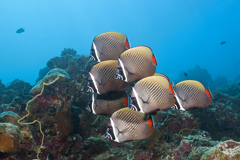 Shoal of Redtail Butterflyfish, Chaetodon collare, South Male Atoll, Maldives