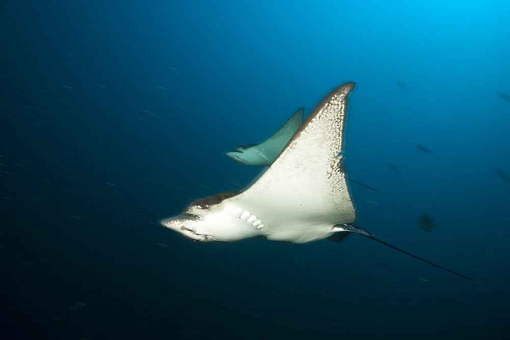 Spotted Eagle Ray, Aetobatus narinari, South Male Atoll, Maldives