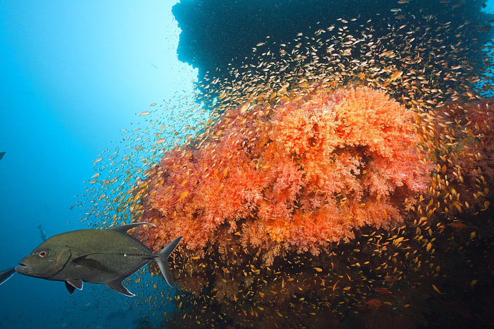 Colored Coral Reef, South Male Atoll, Maldives