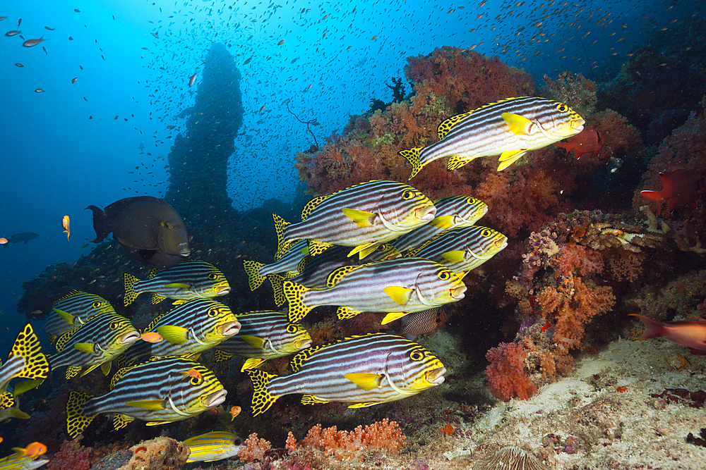 Shoal of Oriental Sweetlips, Plectorhinchus vittatus, South Male Atoll, Maldives