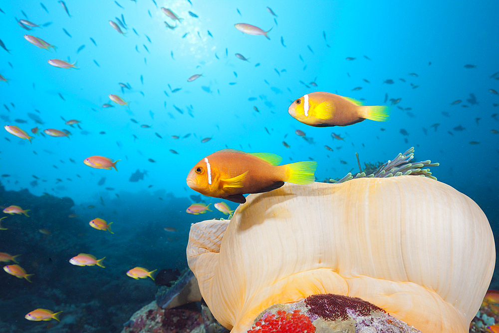 Maldive Anemonefish, Amphiprion nigripes, South Male Atoll, Maldives