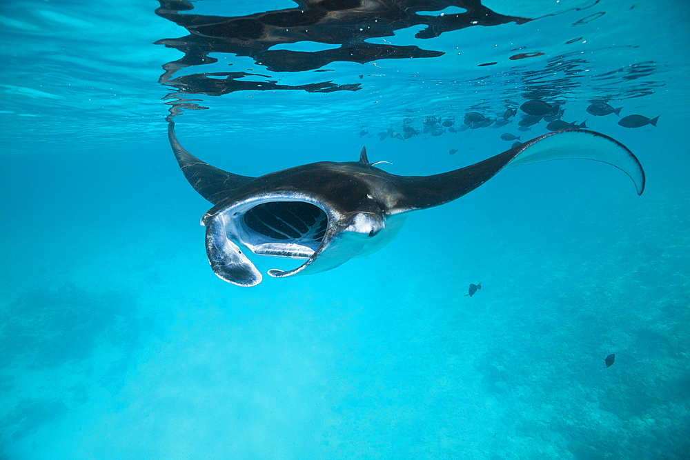 Reef Manta, Manta alfredi, Felidhu Atoll, Maldives