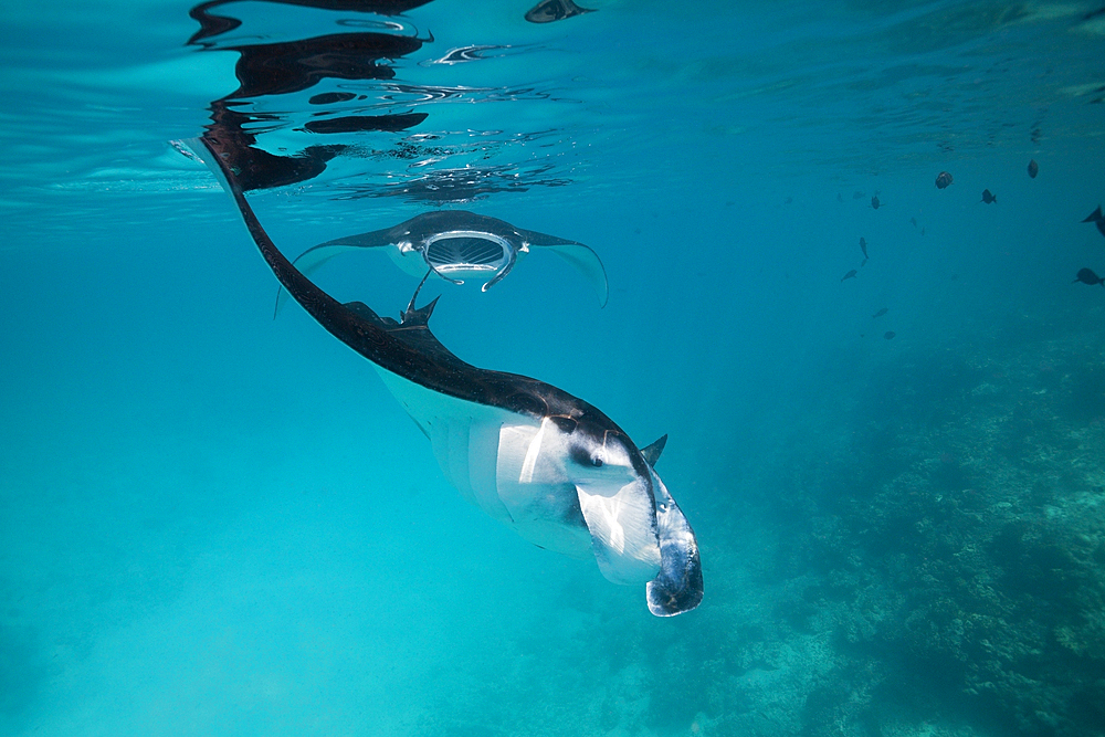 Reef Manta, Manta alfredi, Felidhu Atoll, Maldives