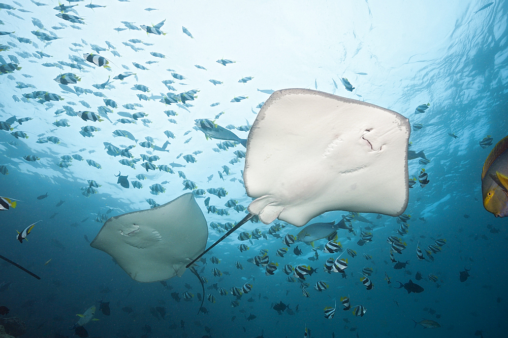 Pink Whipray, Pateobatis fai, North Male Atoll, Maldives