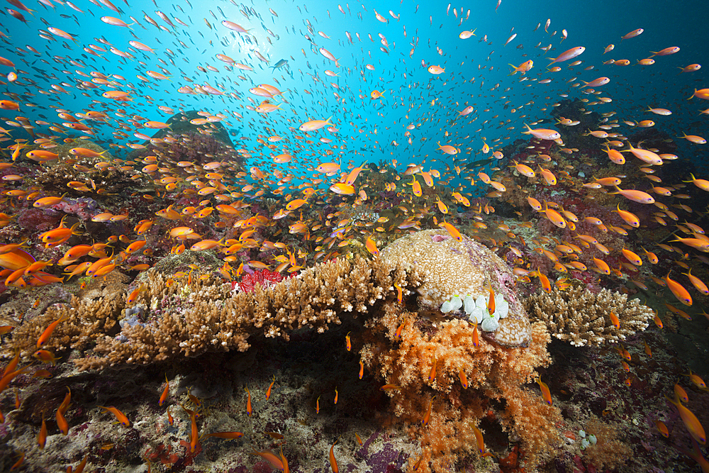 Colored Coral Reef, Felidhu Atoll, Maldives