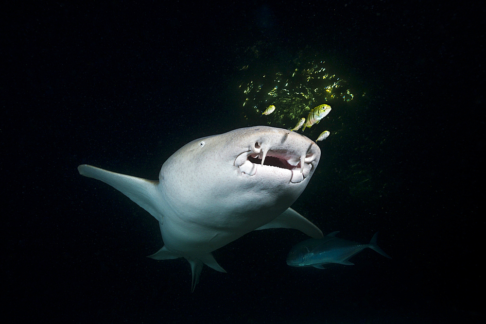 Nurse Shark at Night, Nebrius ferrugineus, Felidhu Atoll, Maldives