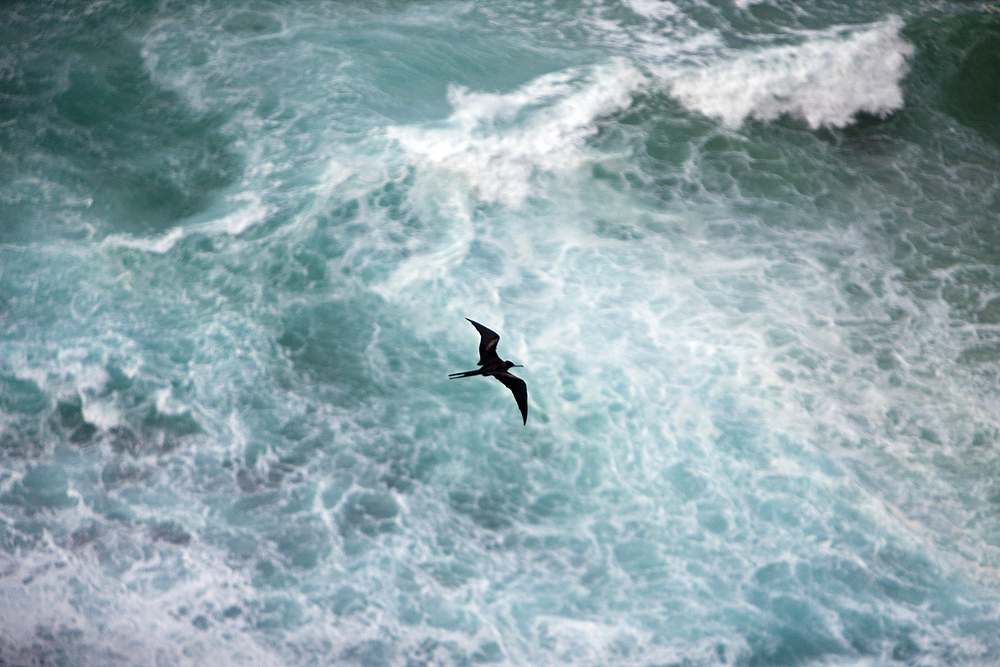 Christmas Frigatebird, Fregata andrewsi, Christmas Island, Australia