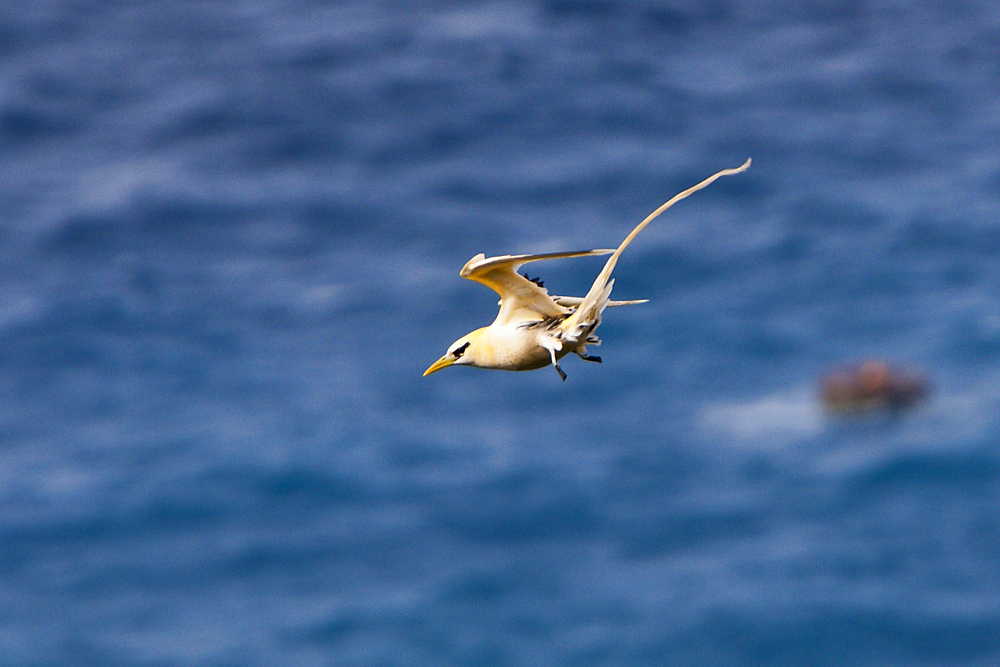 Golden Bosun, Phaethon lepturus fulvus, Christmas Island, Australia