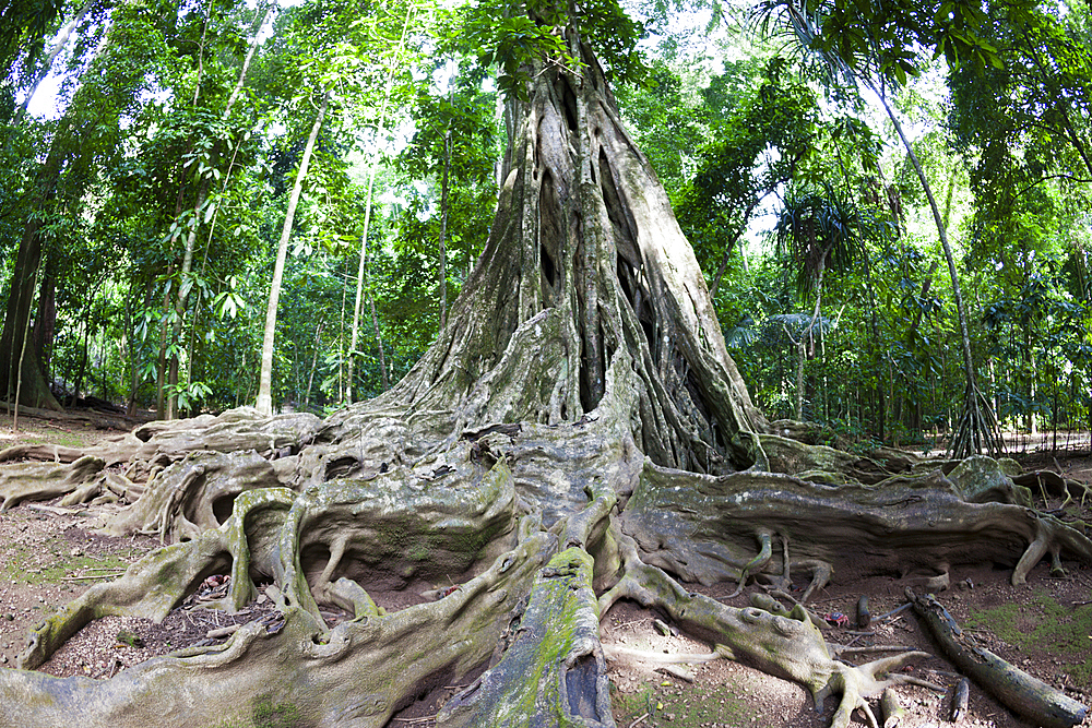 Buttress Roots of Giant Strangler Fig Tree, Ficus sp., Christmas Island, Australia