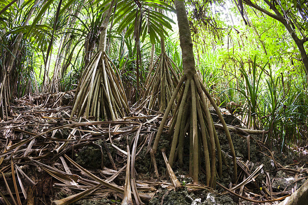 Pandanus Forest, Pandanus christmatensis, Christmas Island, Australia