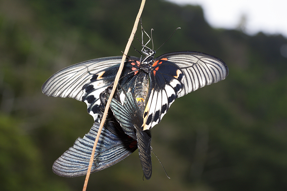 Great Mormon Butterflies mating, Papilio memnon javanus, Christmas Island, Australia