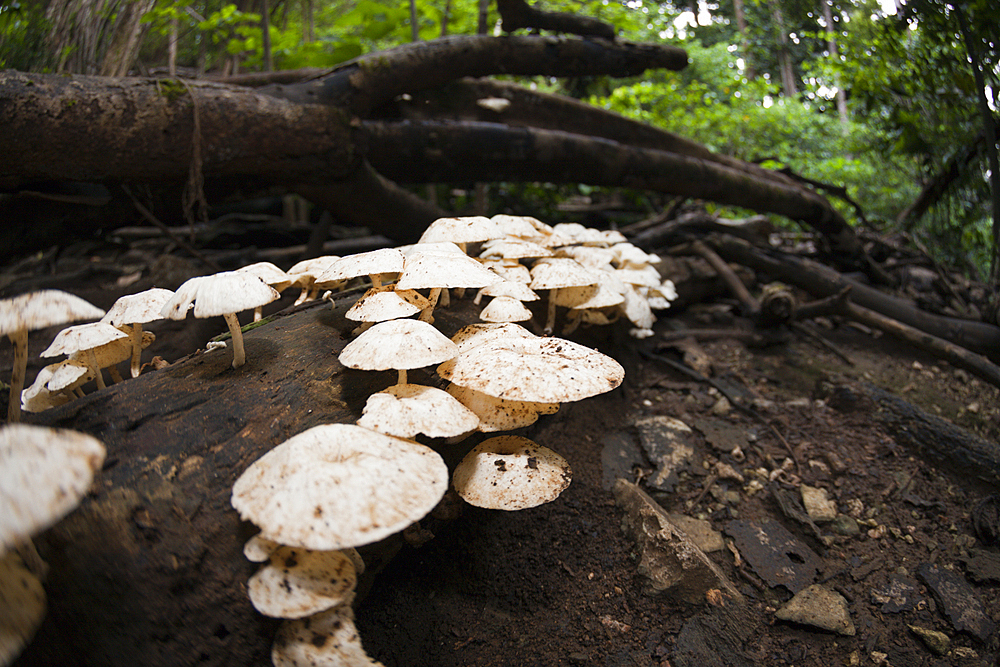 Mushroom at National Park, Fungi, Christmas Island, Australia