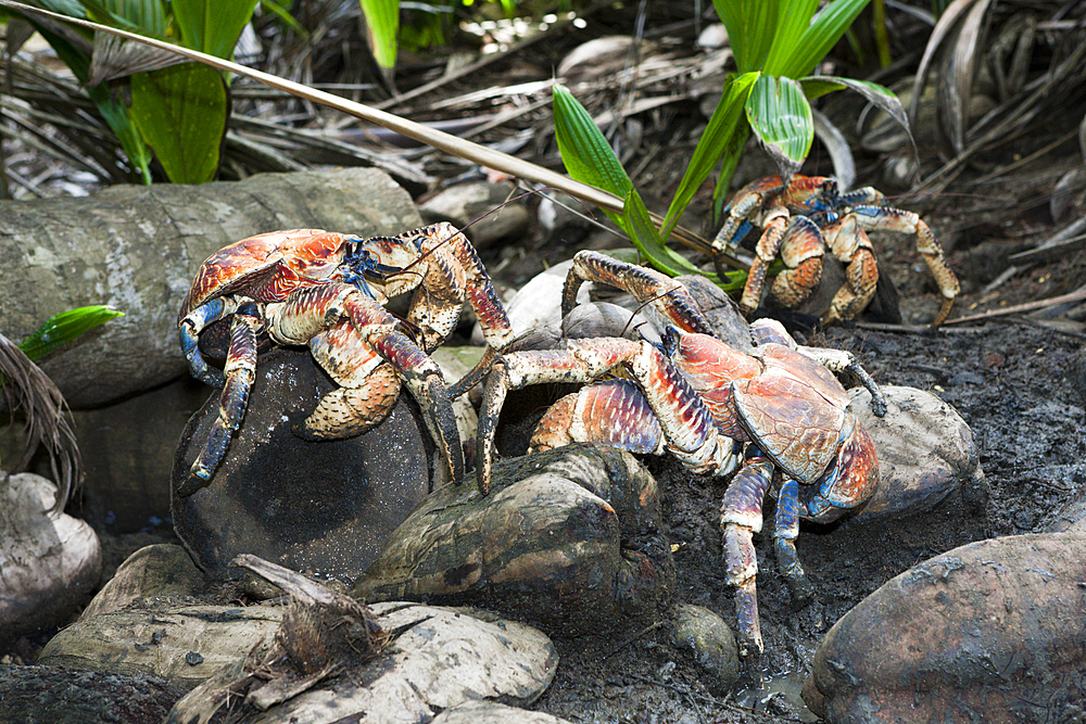 Group of Robber Crab, Birgus latro, Christmas Island, Australia