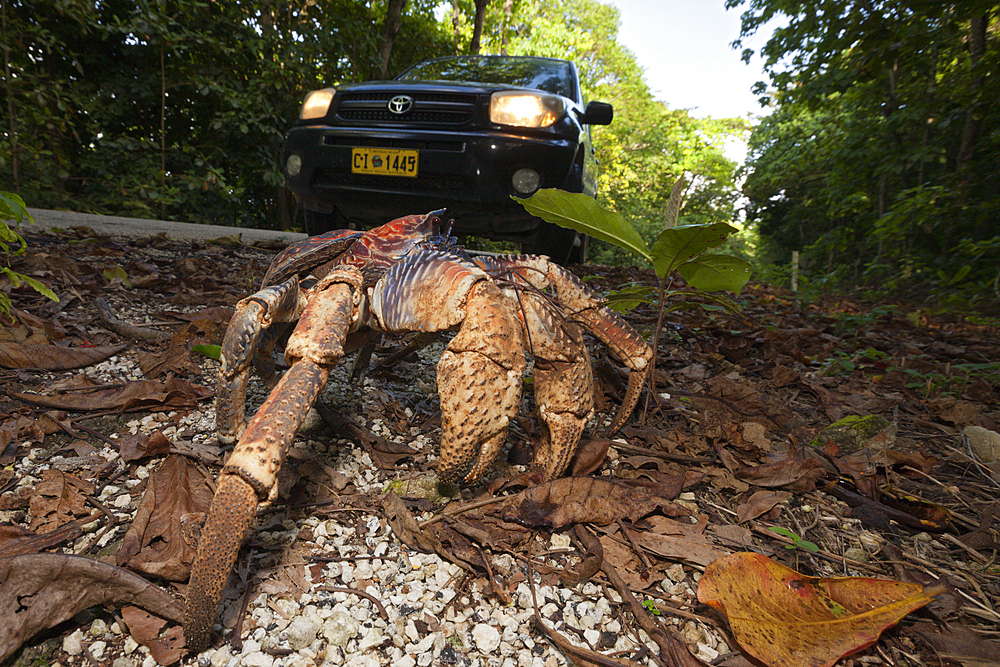 Robber Crab crosses Road, Birgus latro, Christmas Island, Australia