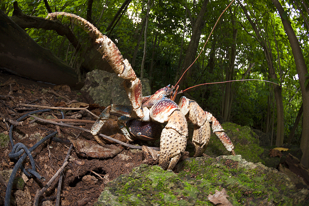 Robber Crab, Birgus latro, Christmas Island, Australia