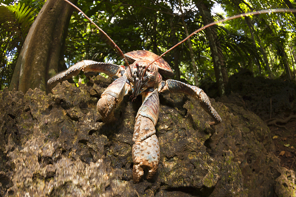 Robber Crab, Birgus latro, Christmas Island, Australia