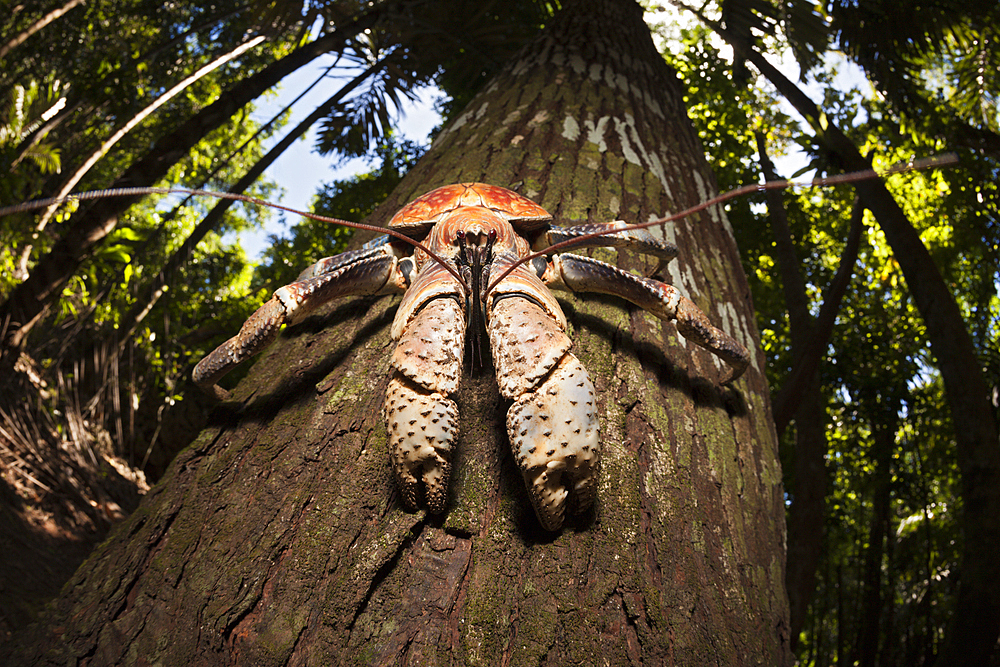 Robber Crab, Birgus latro, Christmas Island, Australia