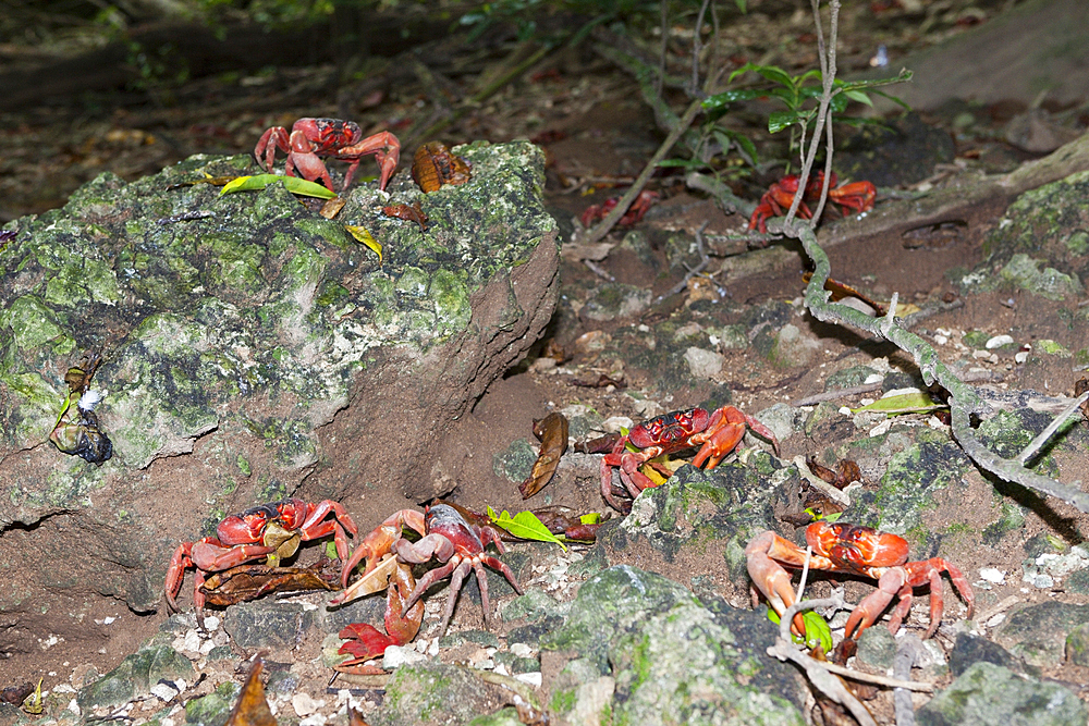 Christmas Island Red Crabs, Gecarcoidea natalis, Christmas Island, Australia