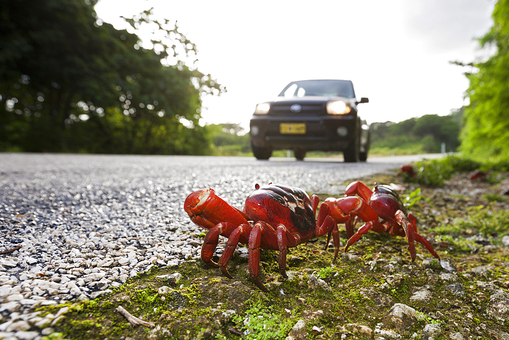 Christmas Island Red Crab crosses Road, Gecarcoidea natalis, Christmas Island, Australia