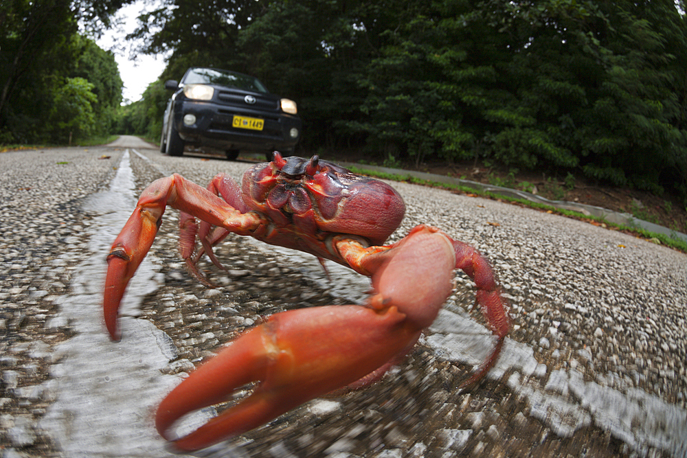 Christmas Island Red Crab crosses Road, Gecarcoidea natalis, Christmas Island, Australia