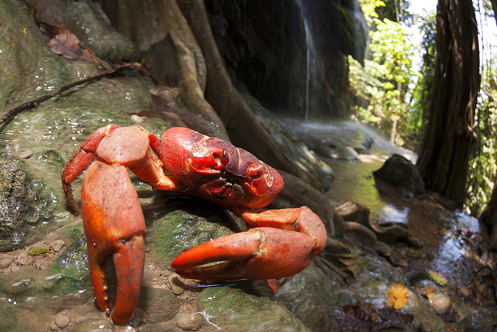 Christmas Island Red Crab at Hughes Dale Waterfall, Gecarcoidea natalis, Christmas Island, Australia