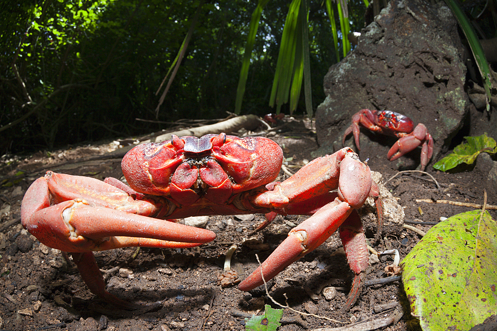 Christmas Island Red Crab, Gecarcoidea natalis, Christmas Island, Australia