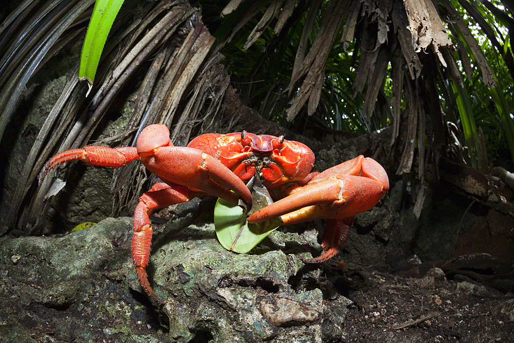 Christmas Island Red Crab feeding on Leaf, Gecarcoidea natalis, Christmas Island, Australia