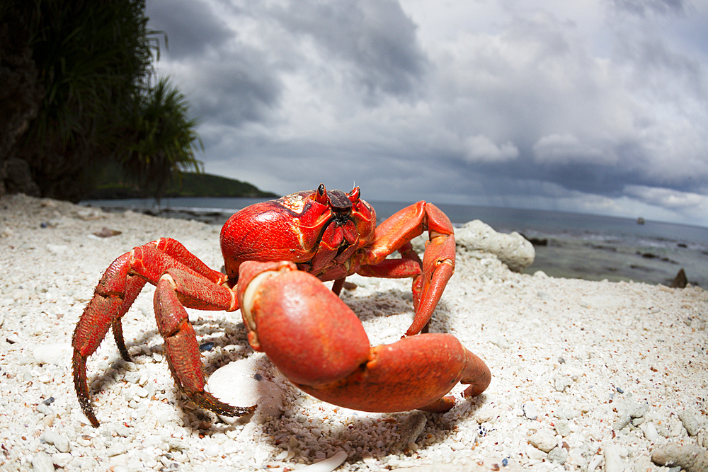 Christmas Island Red Crab at Ethel Beach, Gecarcoidea natalis, Christmas Island, Australia