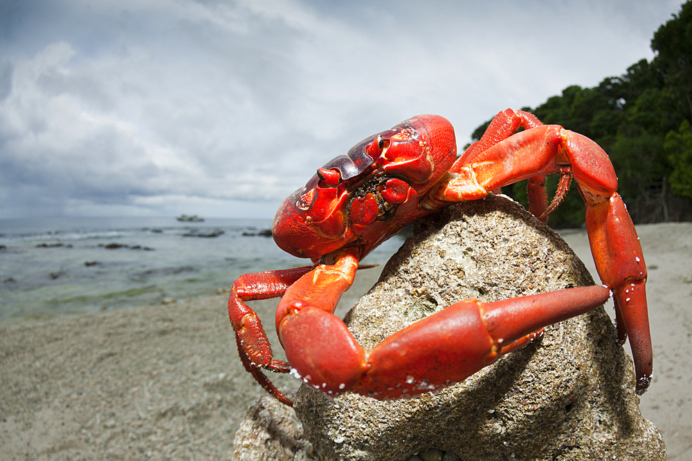 Christmas Island Red Crab at Ethel Beach, Gecarcoidea natalis, Christmas Island, Australia