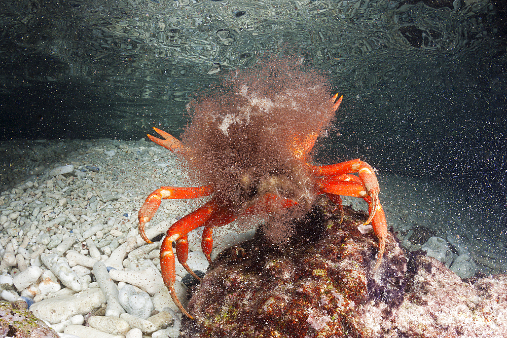 Christmas Island Red Crab release eggs into ocean, Gecarcoidea natalis, Christmas Island, Australia