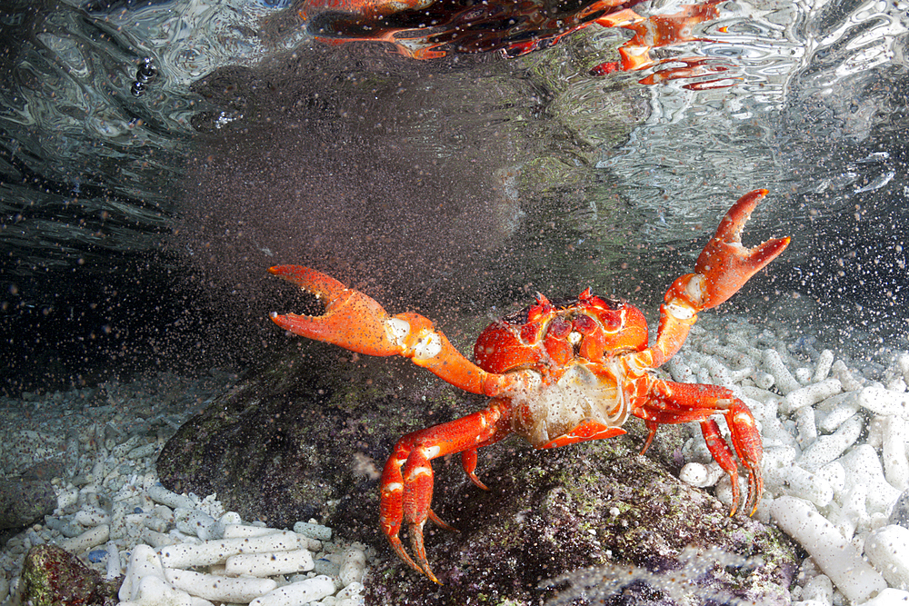 Christmas Island Red Crab release eggs into ocean, Gecarcoidea natalis, Christmas Island, Australia