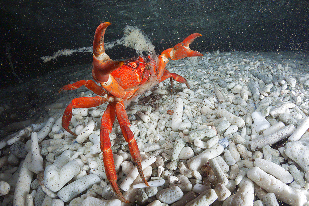 Christmas Island Red Crab release eggs into ocean, Gecarcoidea natalis, Christmas Island, Australia