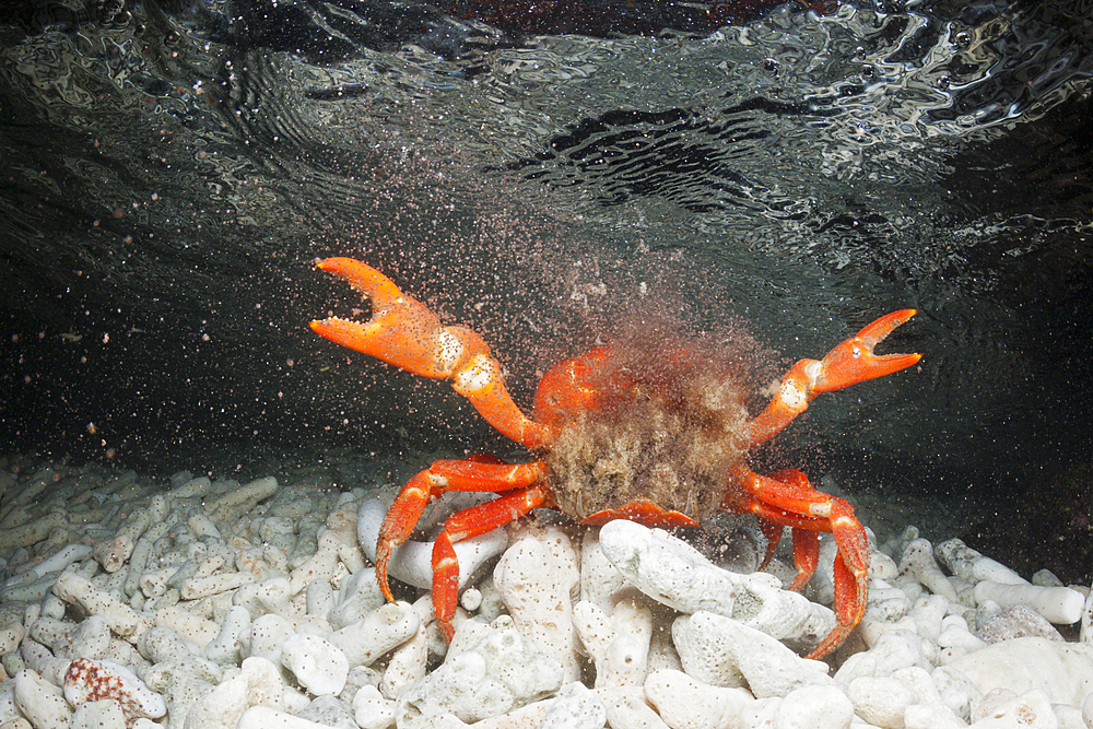 Christmas Island Red Crab release eggs into ocean, Gecarcoidea natalis, Christmas Island, Australia