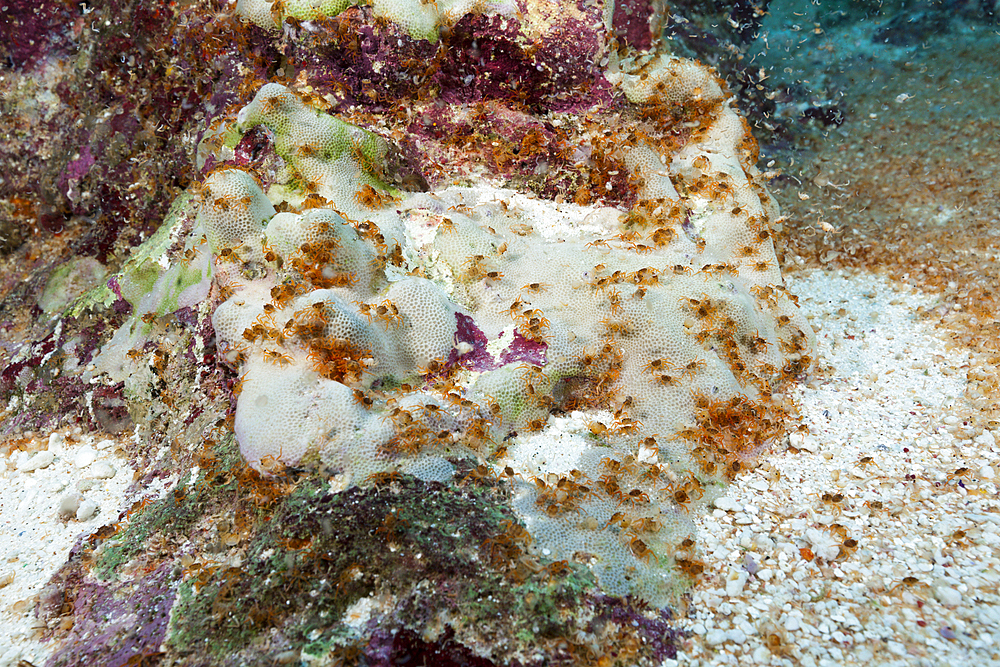 Crab Larvae in Indian Ocean, Underwater Cave, Gecarcoidea natalis, Christmas Island, Australia