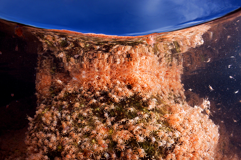 Juvenile Crabs returning from Sea, Gecarcoidea natalis, Christmas Island, Australia