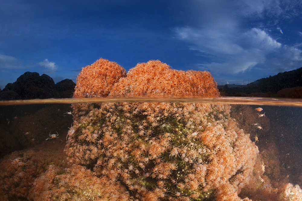 Juvenile Crabs returning from Sea, Gecarcoidea natalis, Christmas Island, Australia