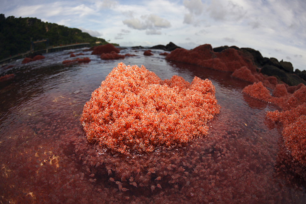 Juvenile Crabs returning from Sea, Gecarcoidea natalis, Christmas Island, Australia