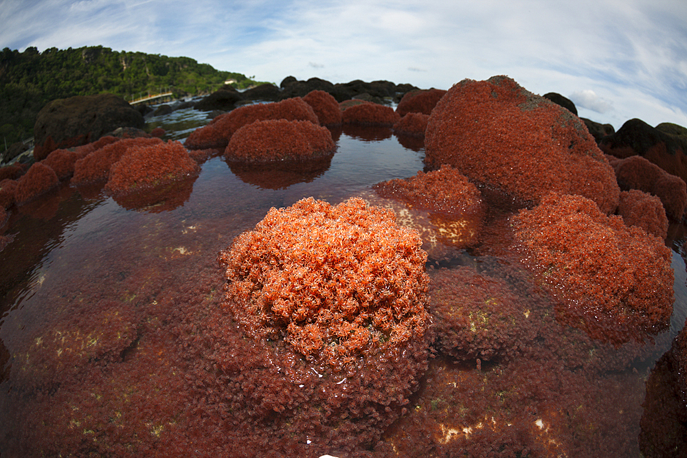 Juvenile Crabs returning from Sea, Gecarcoidea natalis, Christmas Island, Australia