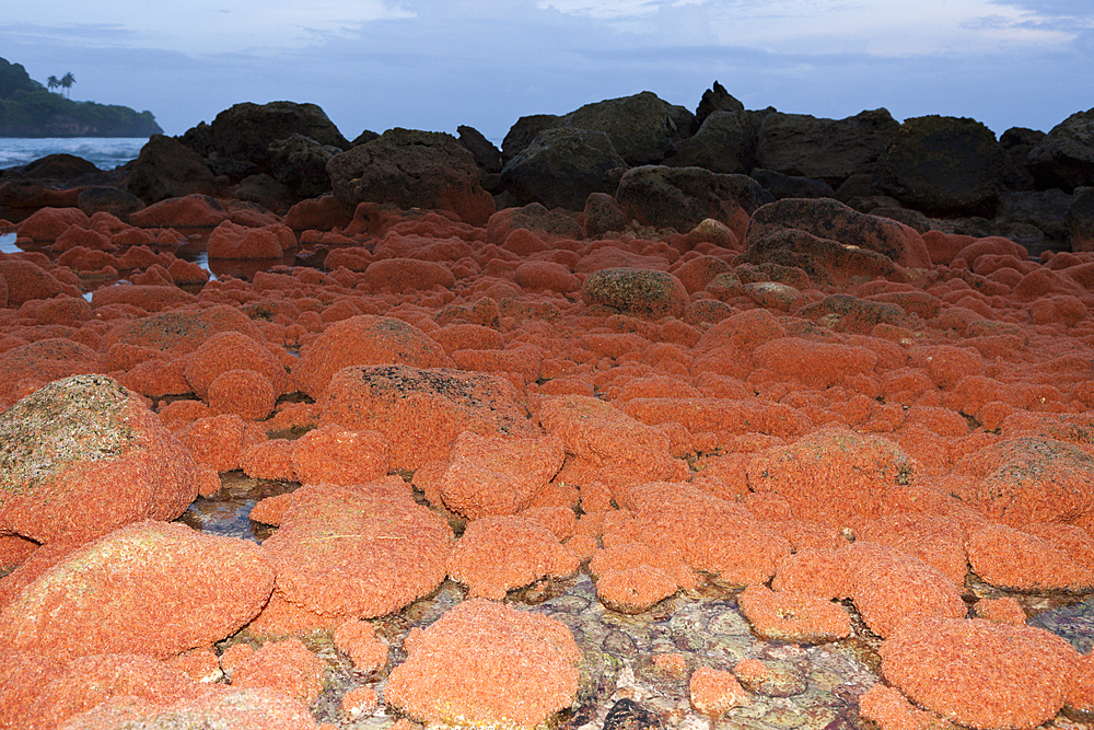 Juvenile Crabs returning from Sea, Gecarcoidea natalis, Christmas Island, Australia