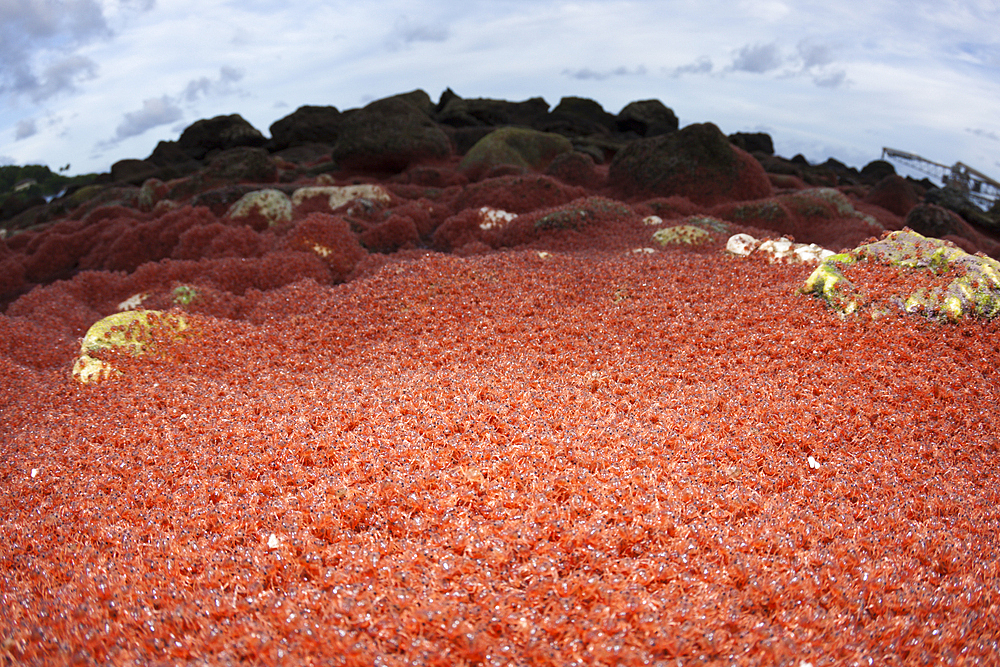 Juvenile Crabs returning from Sea, Gecarcoidea natalis, Christmas Island, Australia