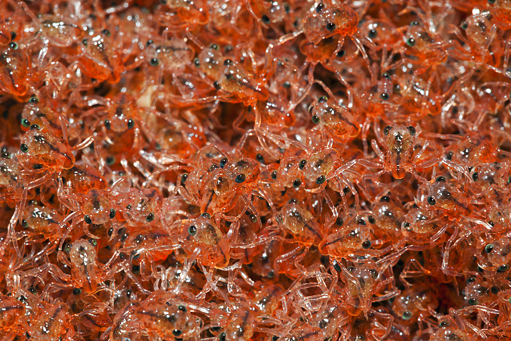 Juvenile Crabs returning from Sea, Gecarcoidea natalis, Christmas Island, Australia