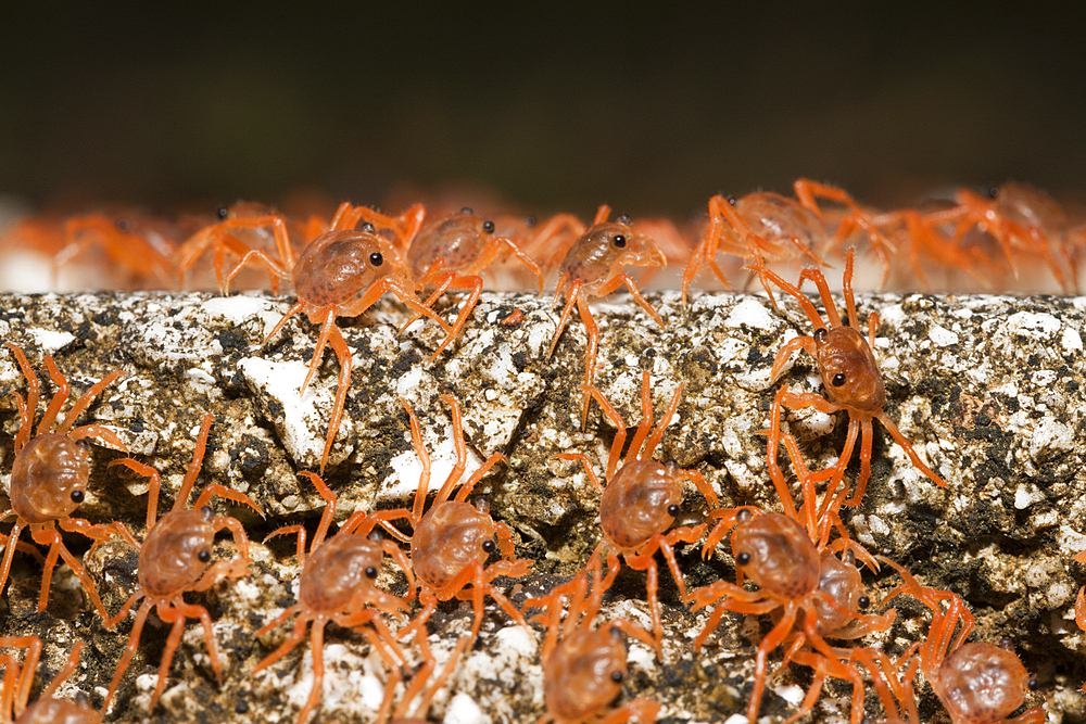 Juvenile Crabs returning on Land, Gecarcoidea natalis, Christmas Island, Australia