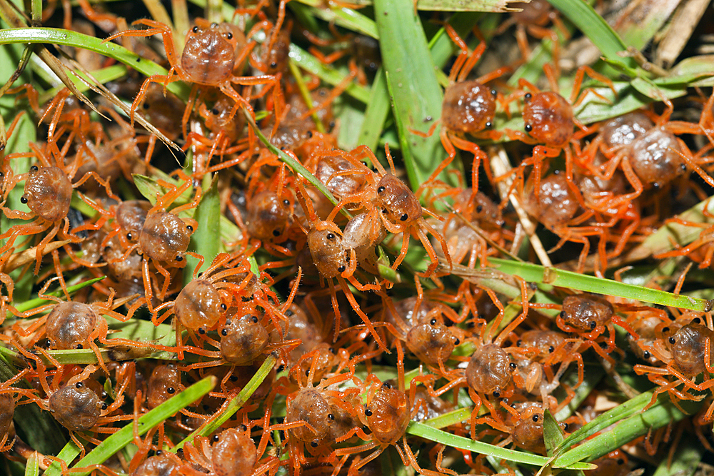 Juvenile Crabs returning on Land, Gecarcoidea natalis, Christmas Island, Australia