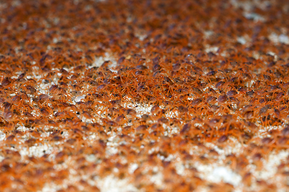 Juvenile Crabs returning on Land, Gecarcoidea natalis, Christmas Island, Australia