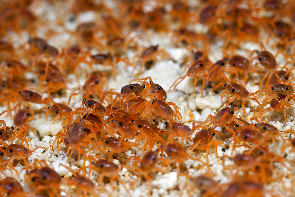 Juvenile Crabs returning on Land, Gecarcoidea natalis, Christmas Island, Australia