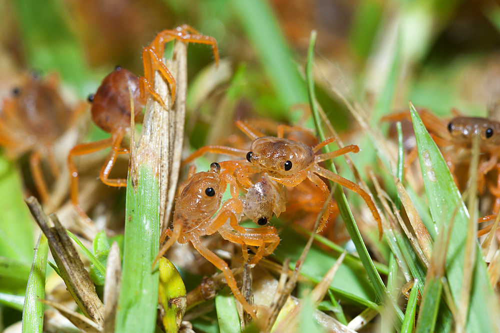 Juvenile Crabs feeding on Cuticle, Gecarcoidea natalis, Christmas Island, Australia