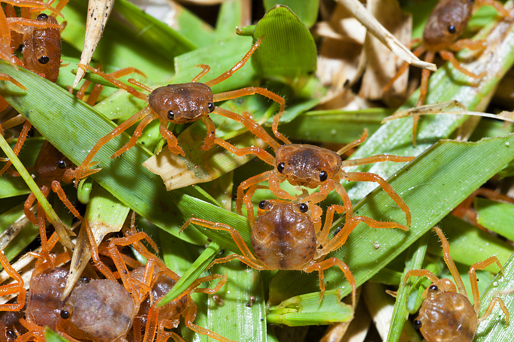 Juvenile Crabs feeding on Cuticle, Gecarcoidea natalis, Christmas Island, Australia