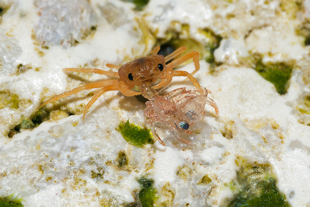 Juvenile Crabs feeding on Cuticle, Gecarcoidea natalis, Christmas Island, Australia